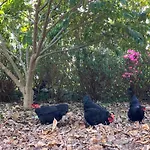 Vistalinda דירה *