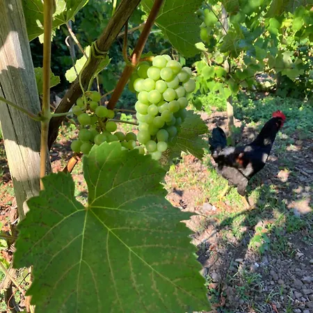 Vistalinda * Calheta (Azores)