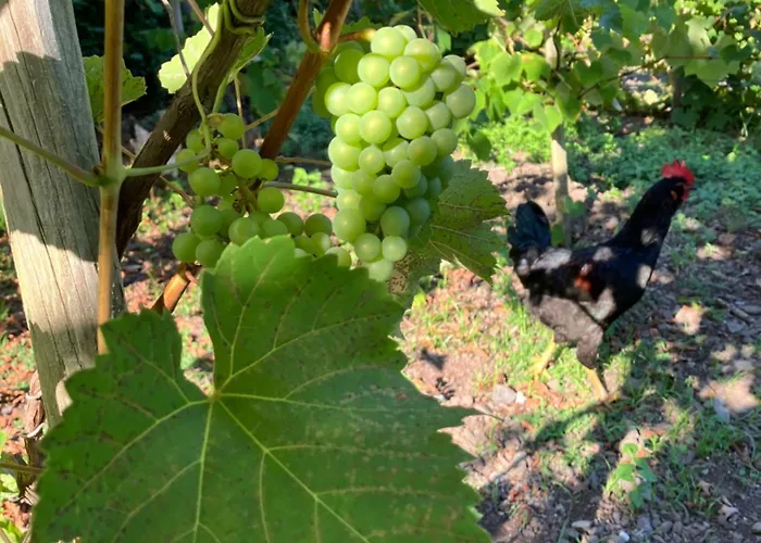 Vistalinda * Calheta (Azores)